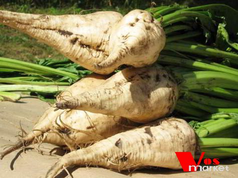 Корнеплод сахарной свеклы Корнеплод сахарной свеклы