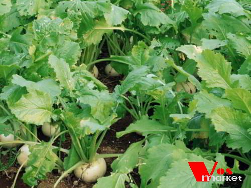 Грядки сахарной свеклы Грядки сахарной свеклы