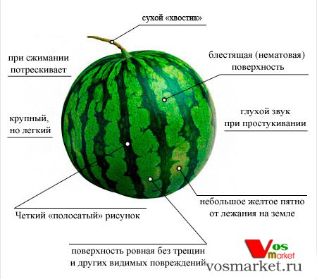 На картинке советы по выбору вкусного арбуза На картинке советы по выбору вкусного арбуза